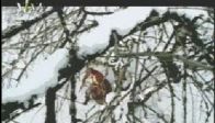 Bir Alo De yaşar ipek