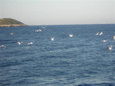 arz- u muhabbet