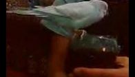 video MARDİNLİ KONUŞAN MUHABBET KUŞU YAKUP  kola içerken