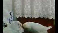 video MARDİNLİ KONUŞAN MUHABBET KUŞU YAKUP  ve berfin :)