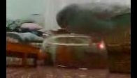 video MARDİNLİ KONUŞAN MUHABBET KUŞU YAKUP  kola içmek i
