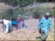 video niksar ayva köyü